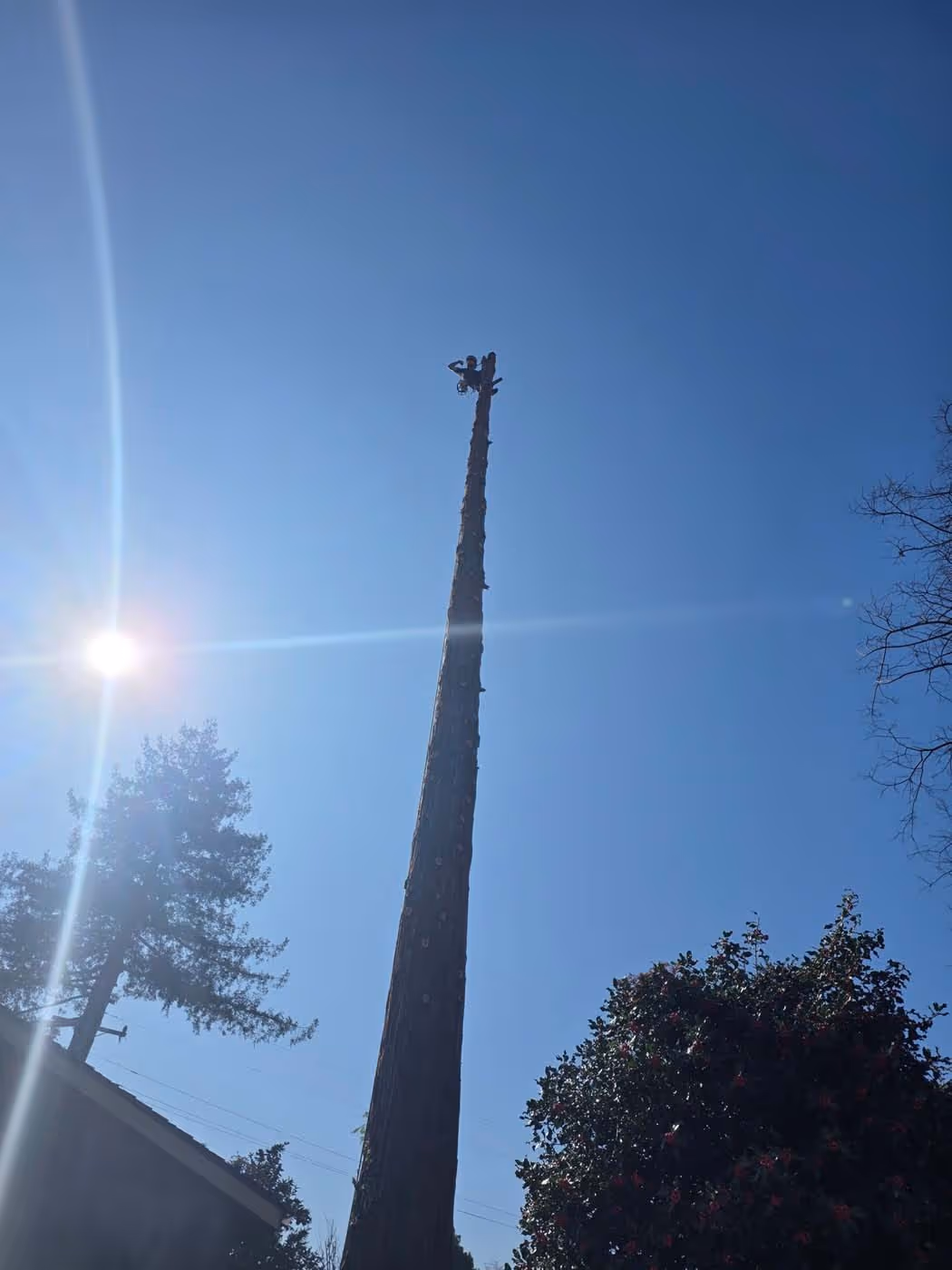 Tree worker at the top of a very tall, stripped tree trunk against a clear blue sky with the sun shining brightly.