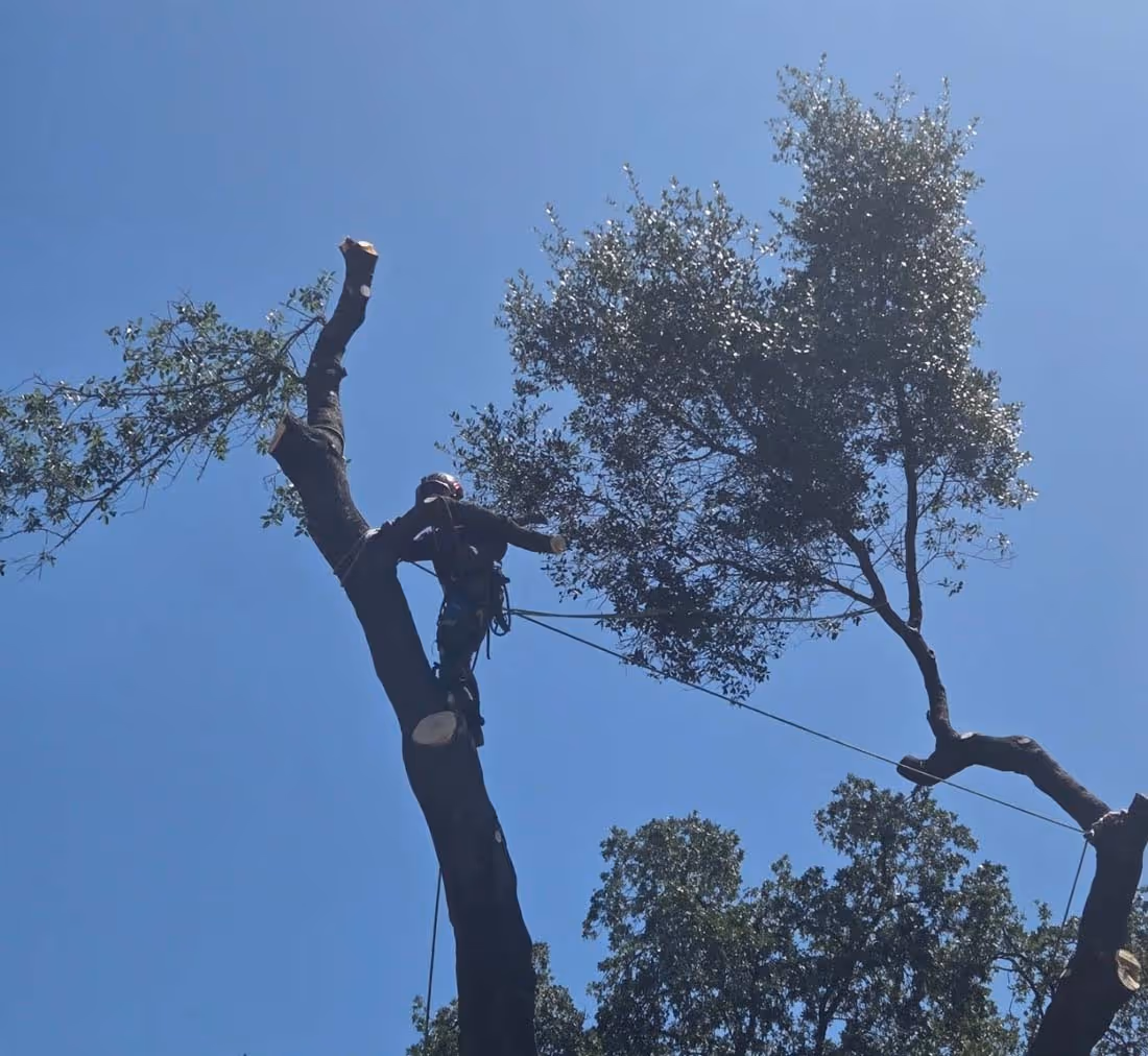 Arborist wearing safety gear climbing and trimming a tall tree against a clear blue sky.