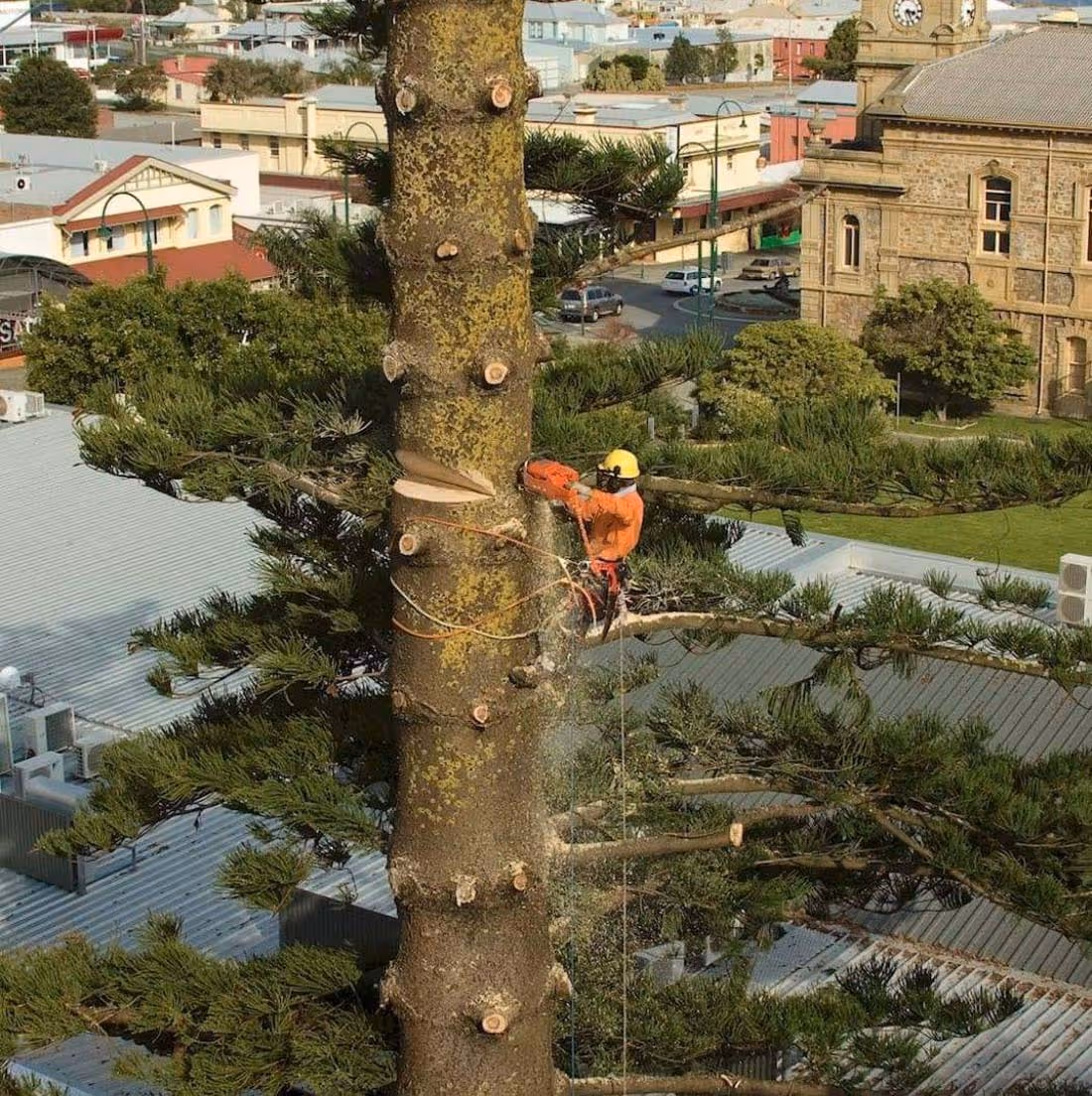 Tree worker wearing safety gear cutting branches off a tall tree using a chainsaw in an urban area.