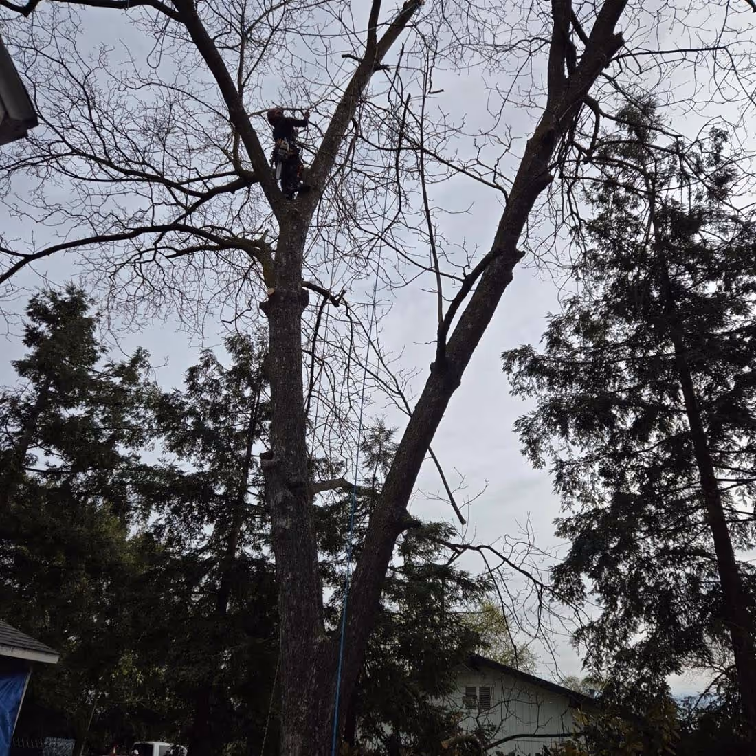 Tree worker climbing and pruning a tall leafless tree near houses under an overcast sky.